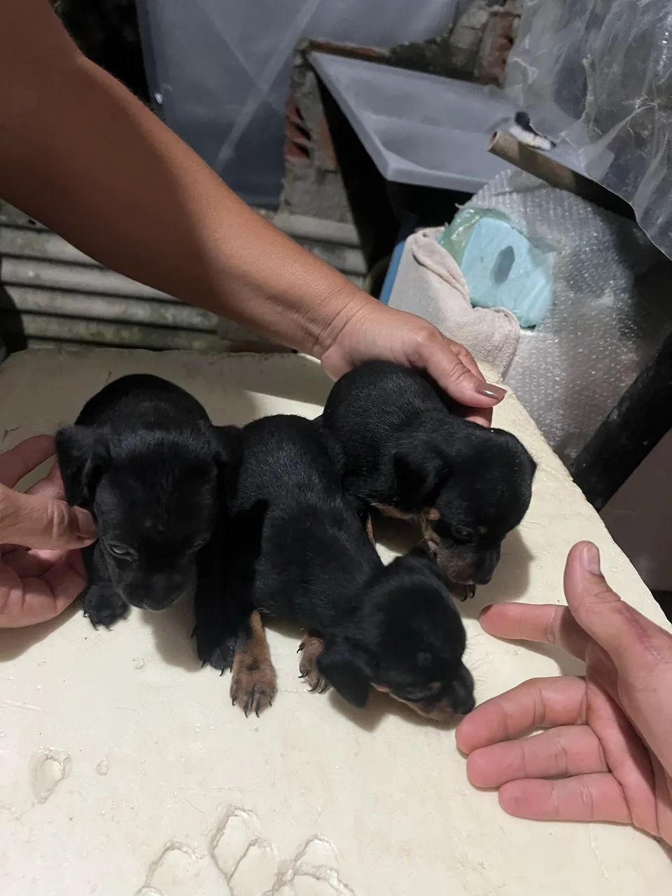 Cachorro pinscher  - Foto 4