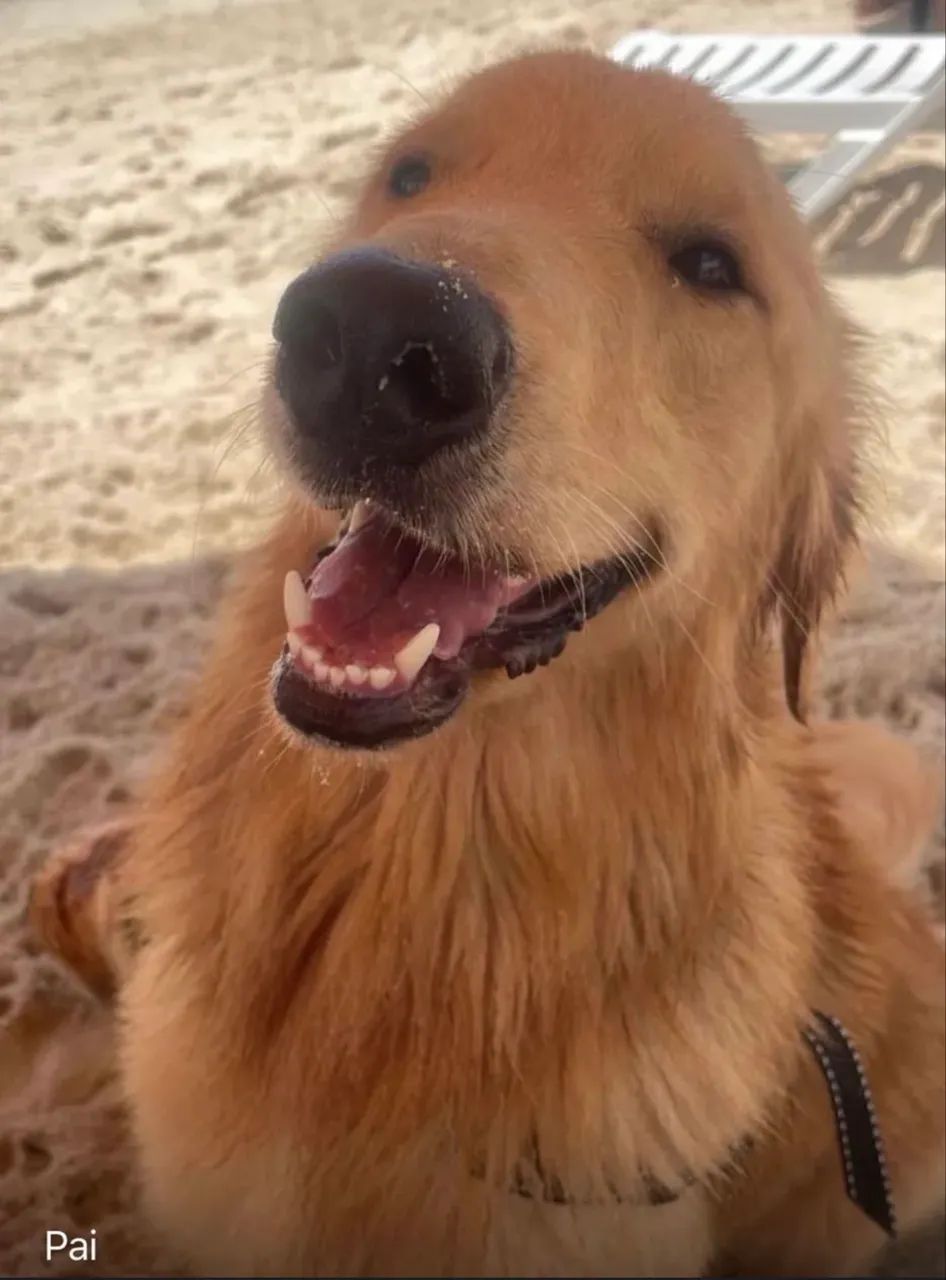 Golden Retriever - Foto 5