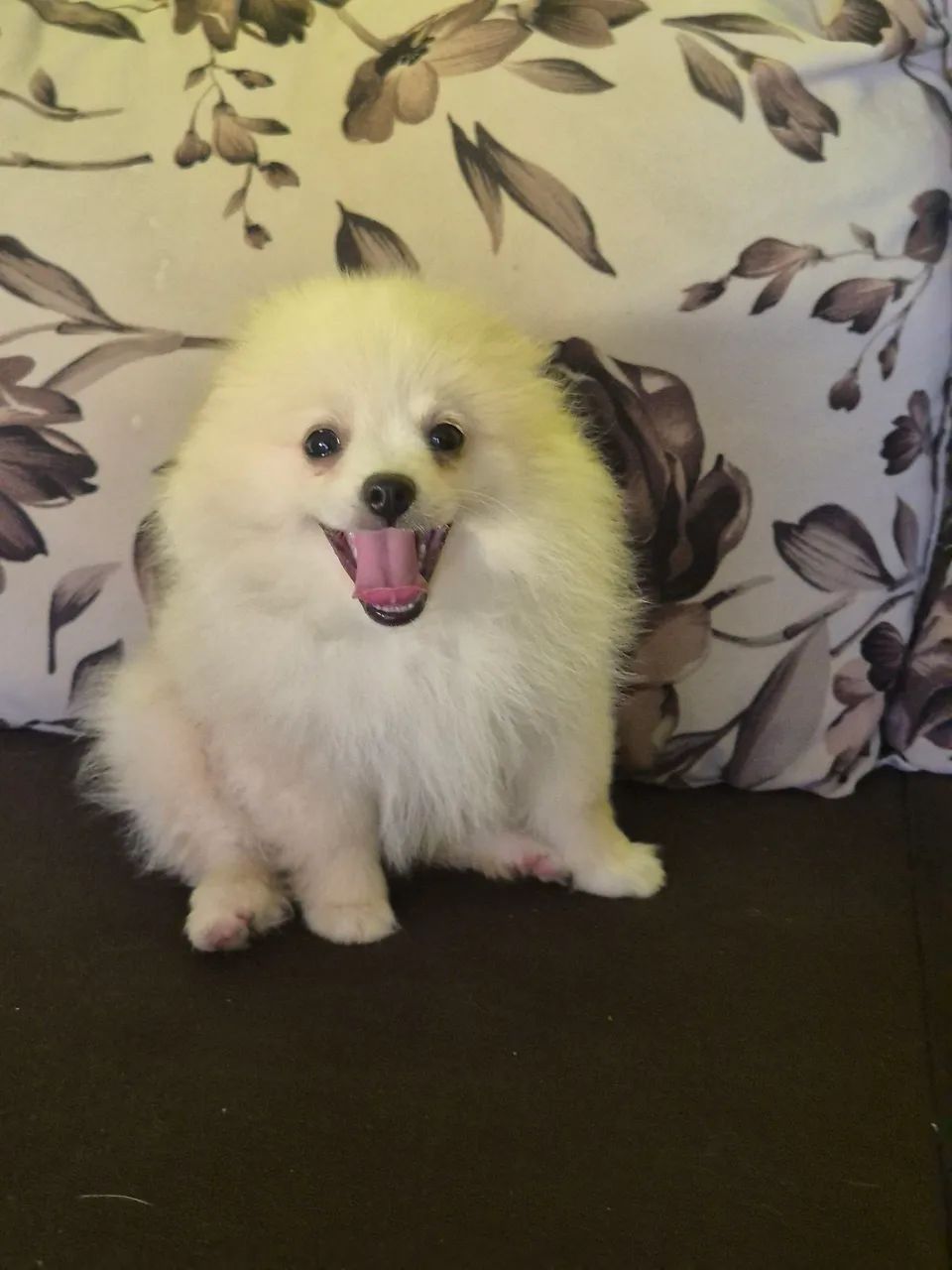 Spitz alemão macho  - Foto 3