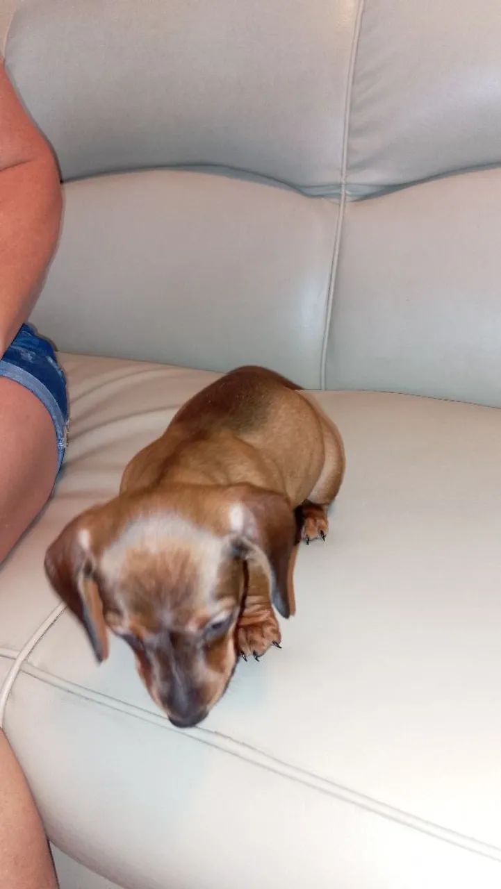 Dachshund pedigree  - Foto 2