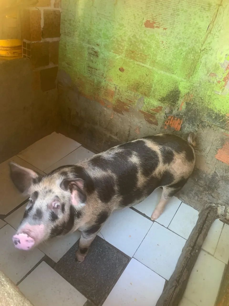 Porca - Foto 2