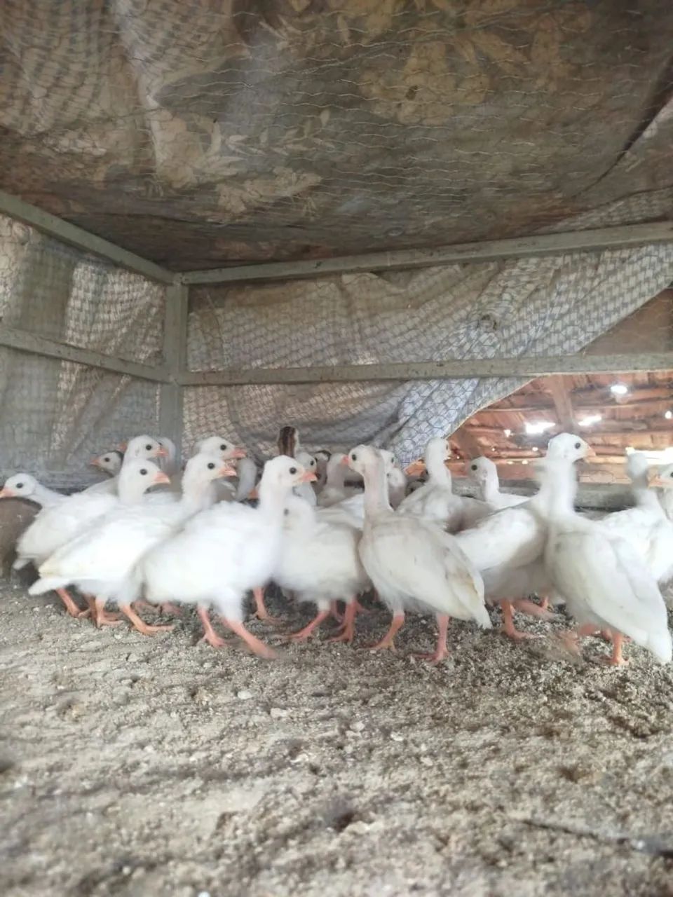 Angola branca - Foto 5