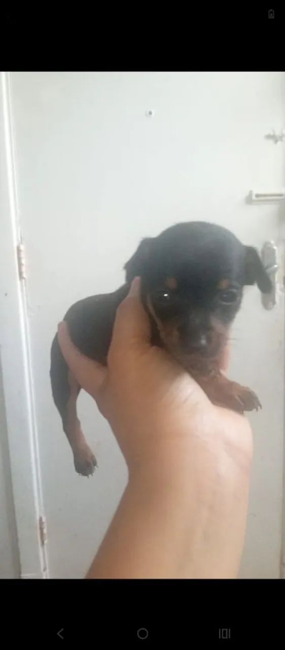 Pincher  - Foto 2