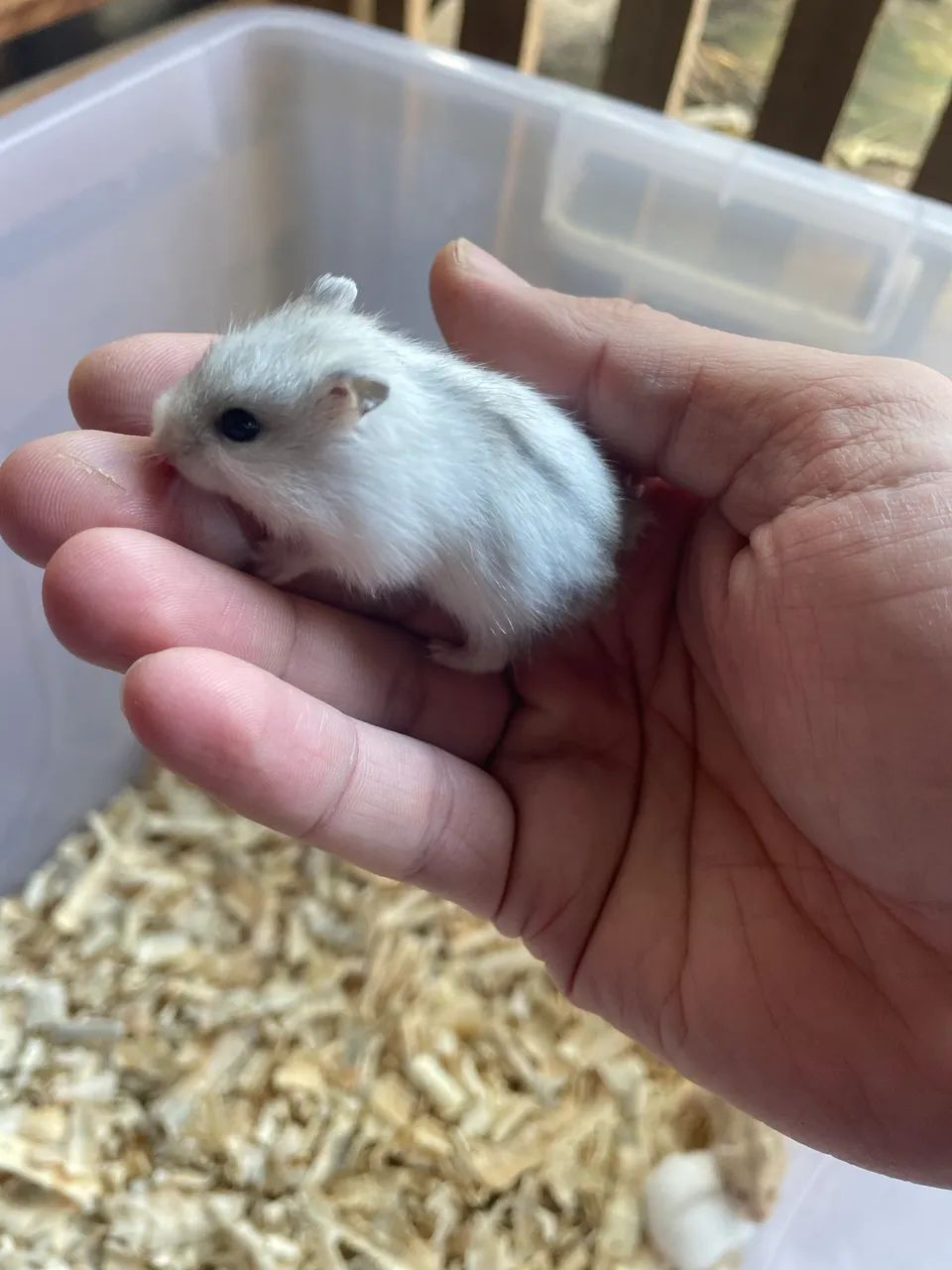 Hamster filhotes - Foto 4