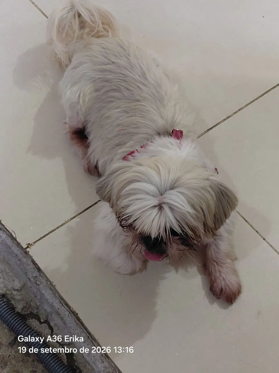Shih tzu - Foto 3