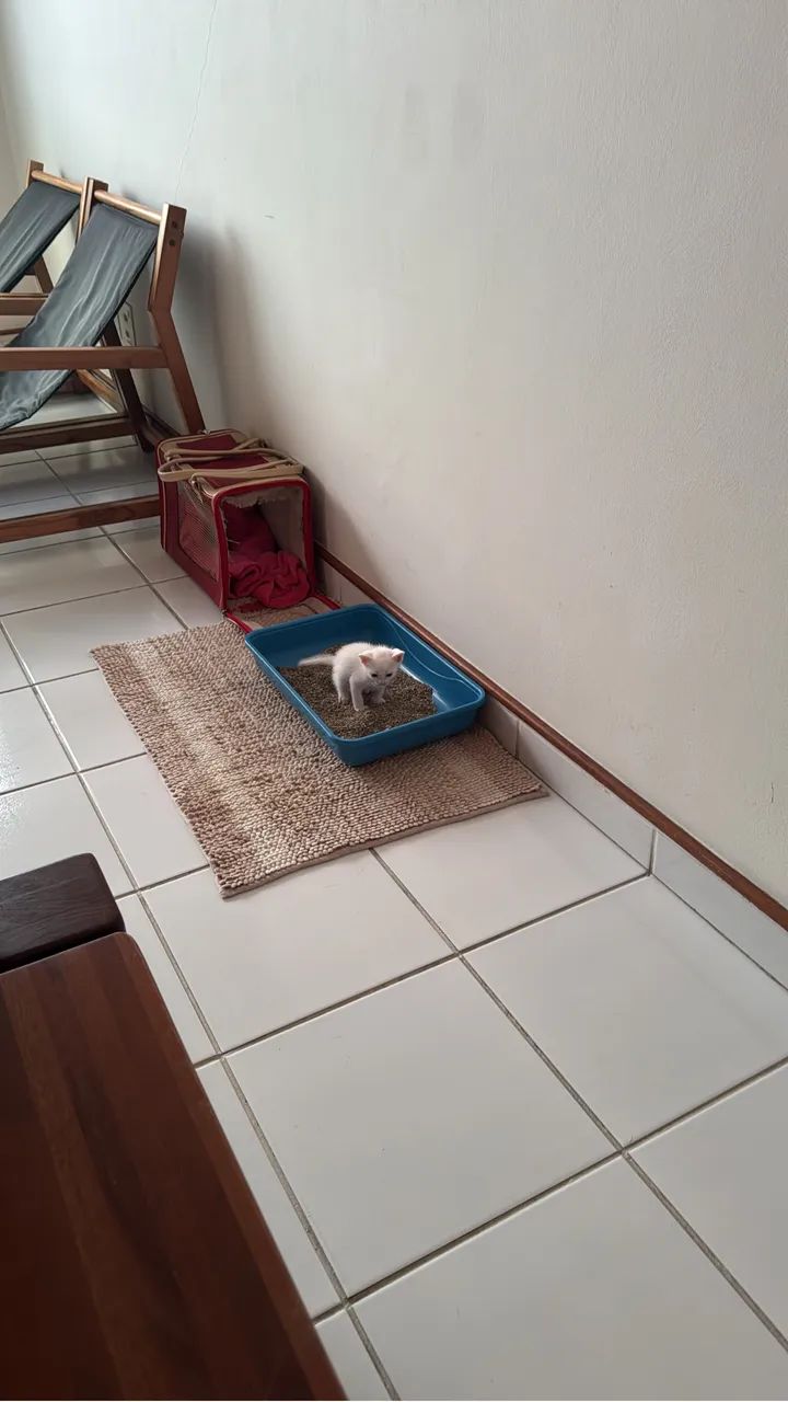 Lindos filhotes gato doação - Foto 5