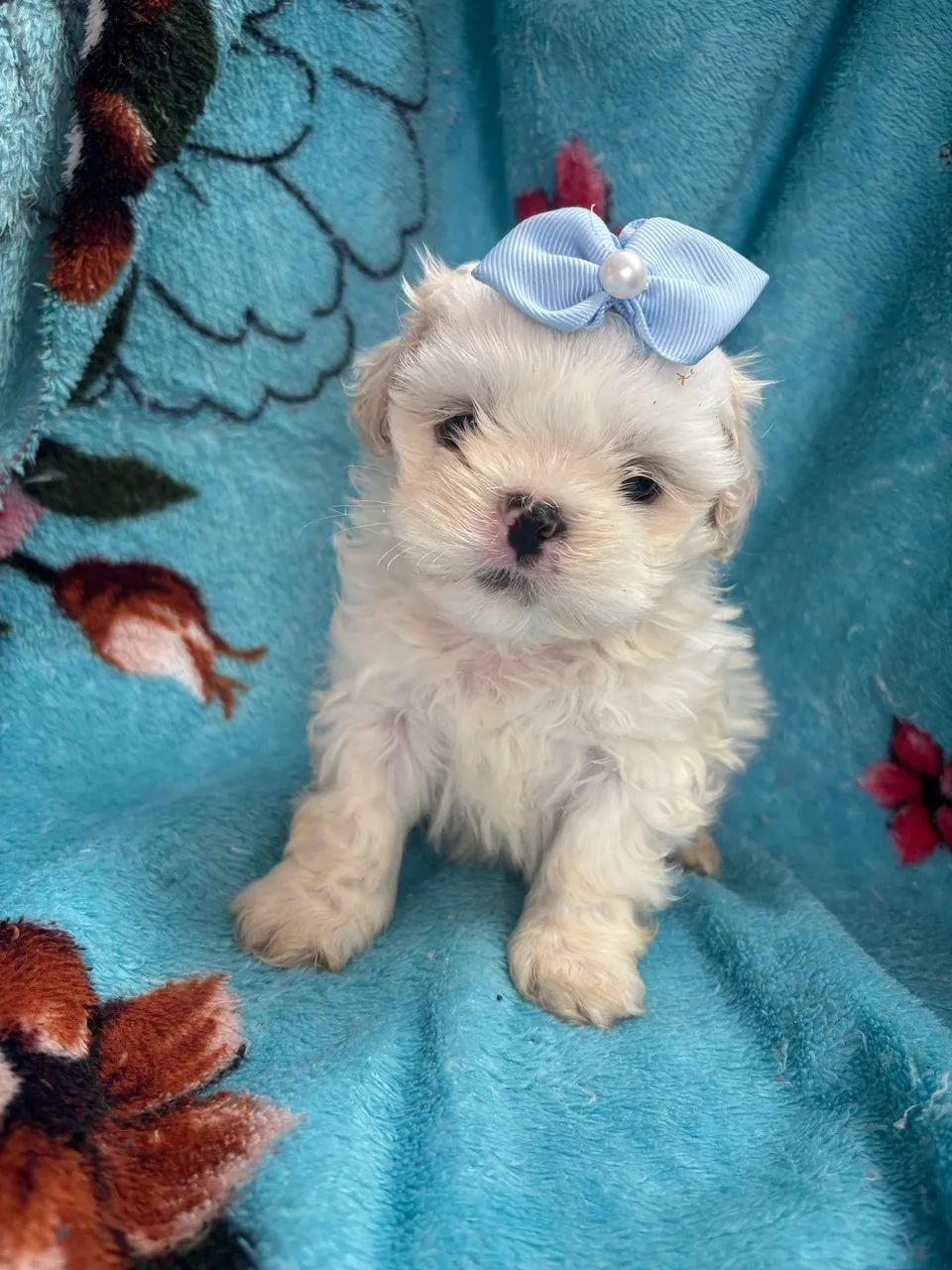 Shihtzu macho  - Foto 2