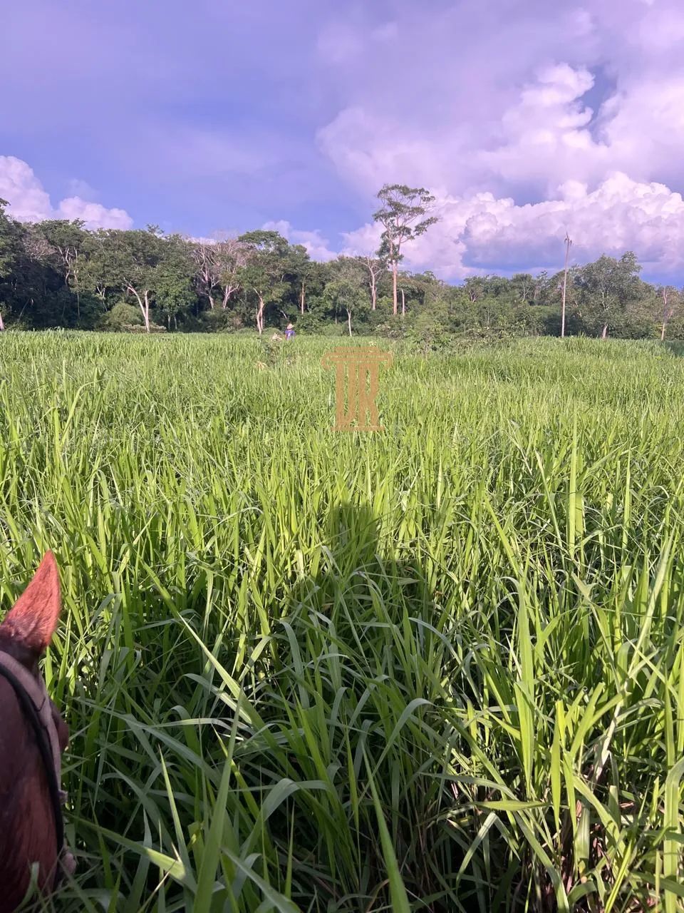 Fazenda de 72 alqueires na Região de Centenário Tocantins - Foto 2