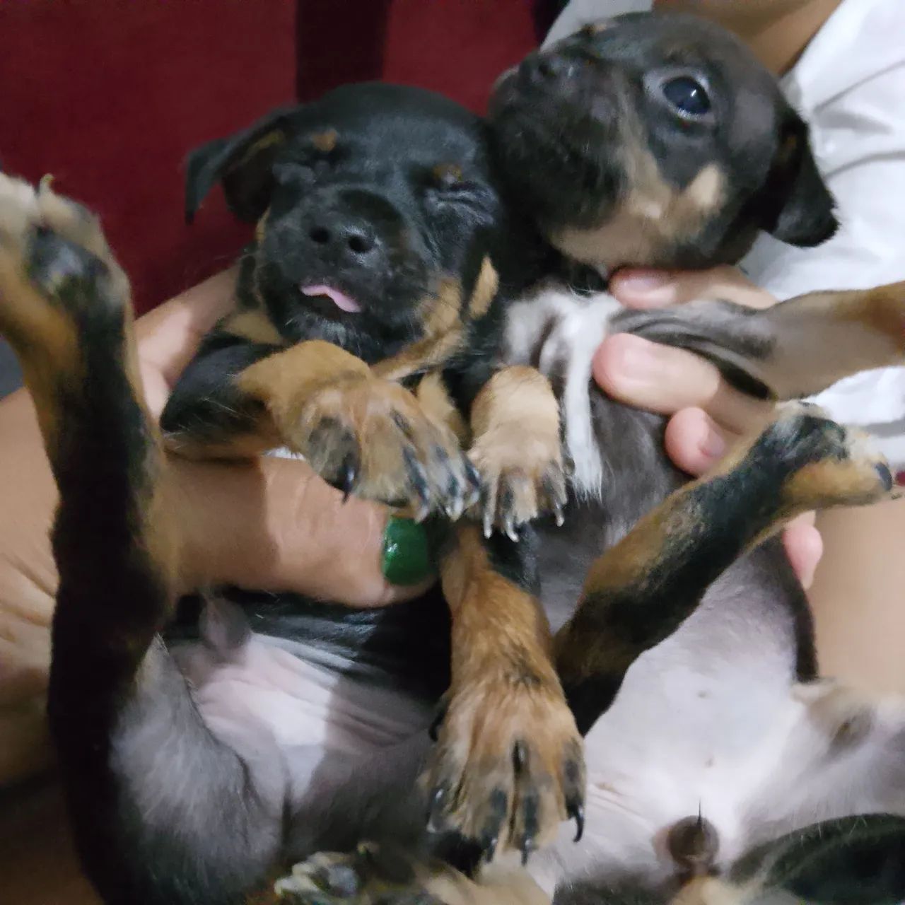 Cachorrinho pinscher  - Foto 4