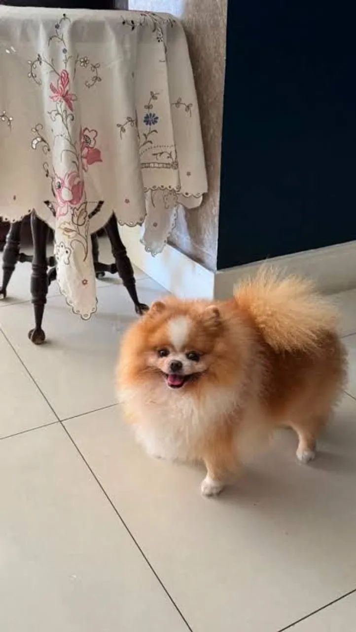 Cachorro para doação, chamem no WhatsApp: *3