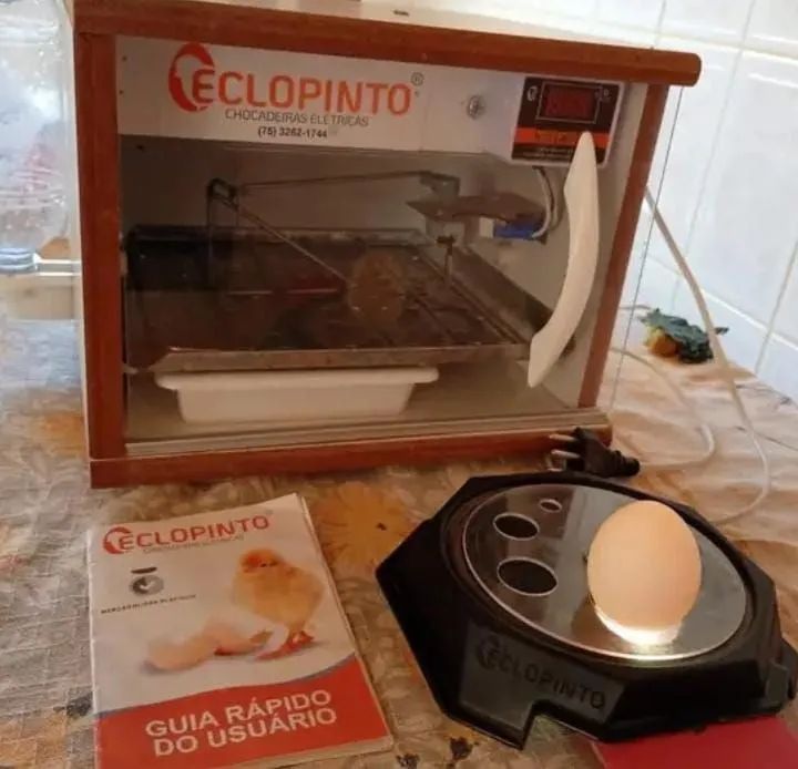 Chocadeira eclopinto