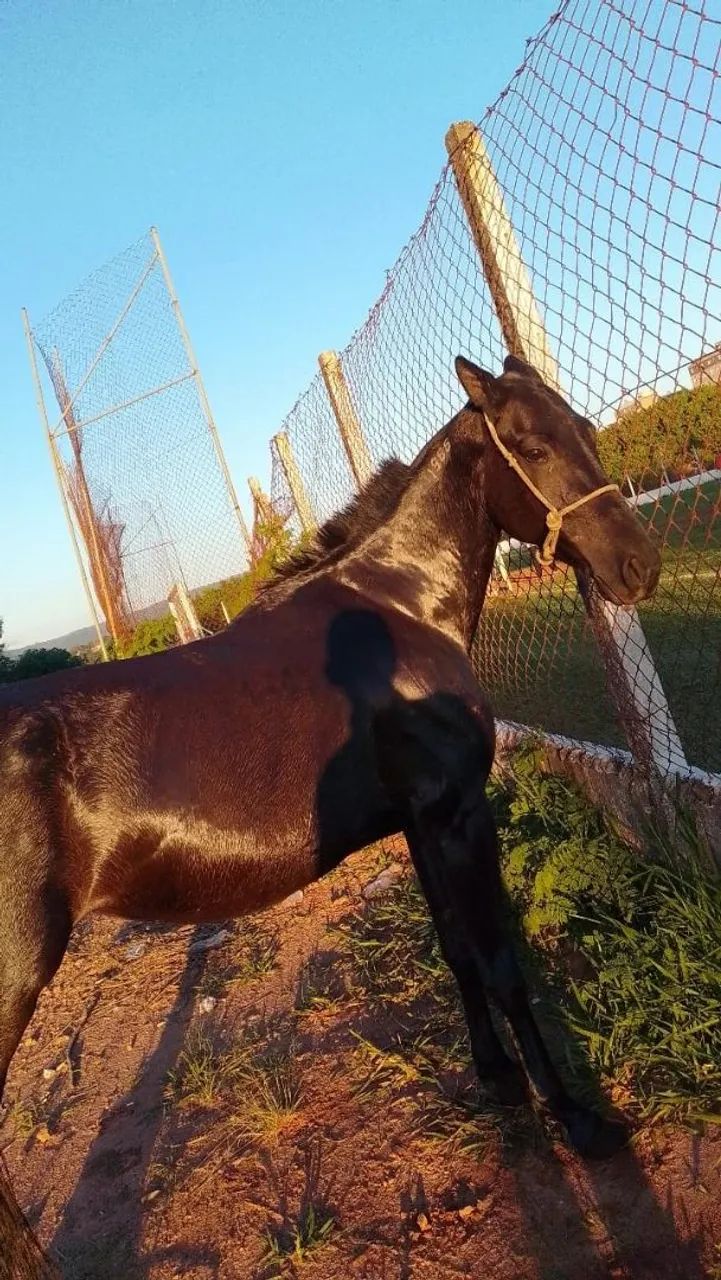 Animal - Foto 2