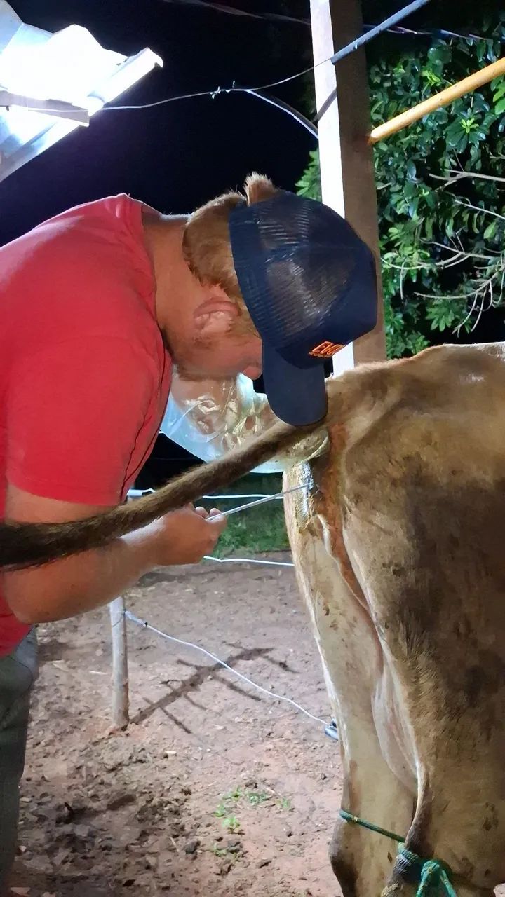 Gado de leite  - Foto 2