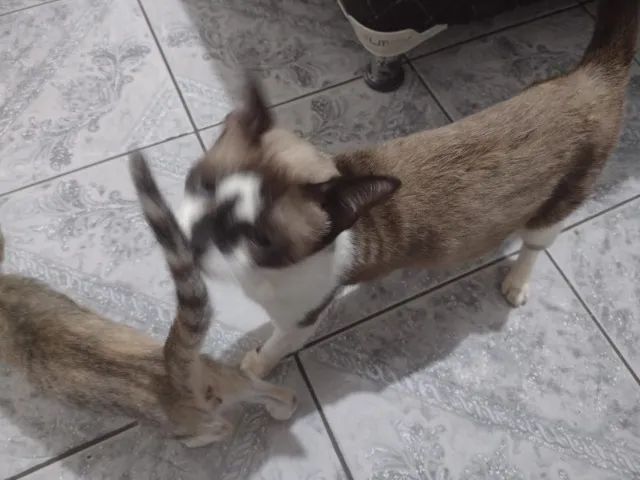 Adoção responsável - Foto 4