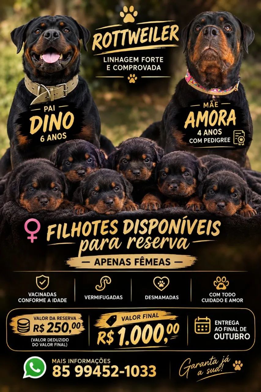Filhotes de rottweiler para reserva 