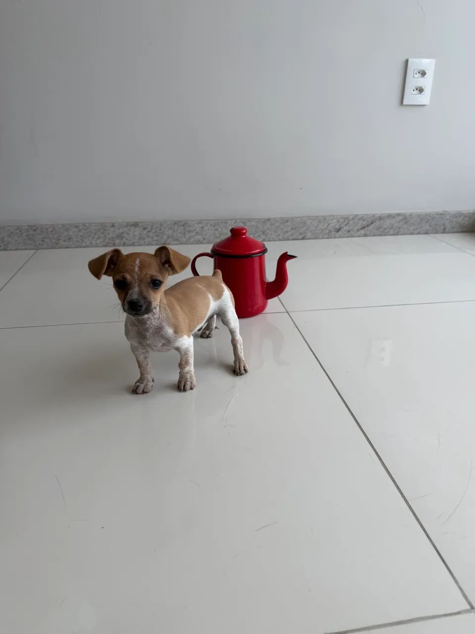 Vendo pinscher zero com 1  - Foto 3