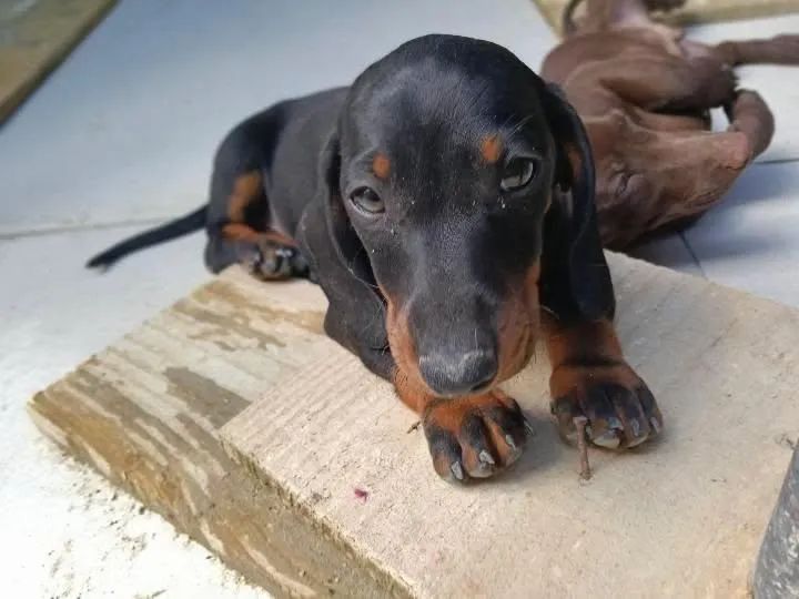 Dachshund Black Tan macho  - Foto 2