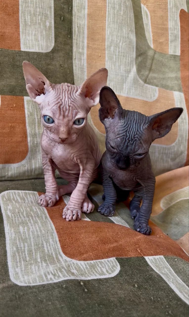 Sphynx Filhote Macho 3 meses - Foto 6