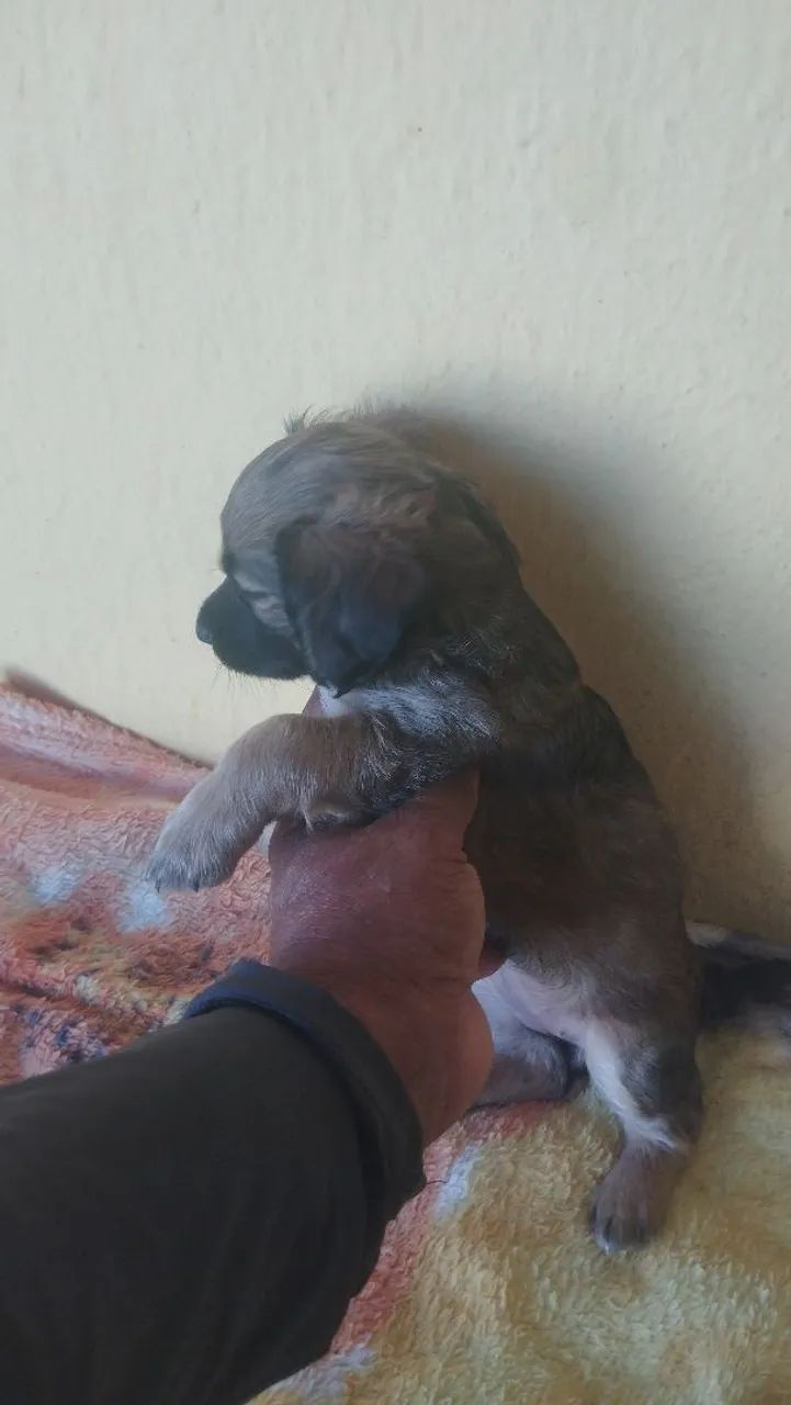 Vende se cães  - Foto 3