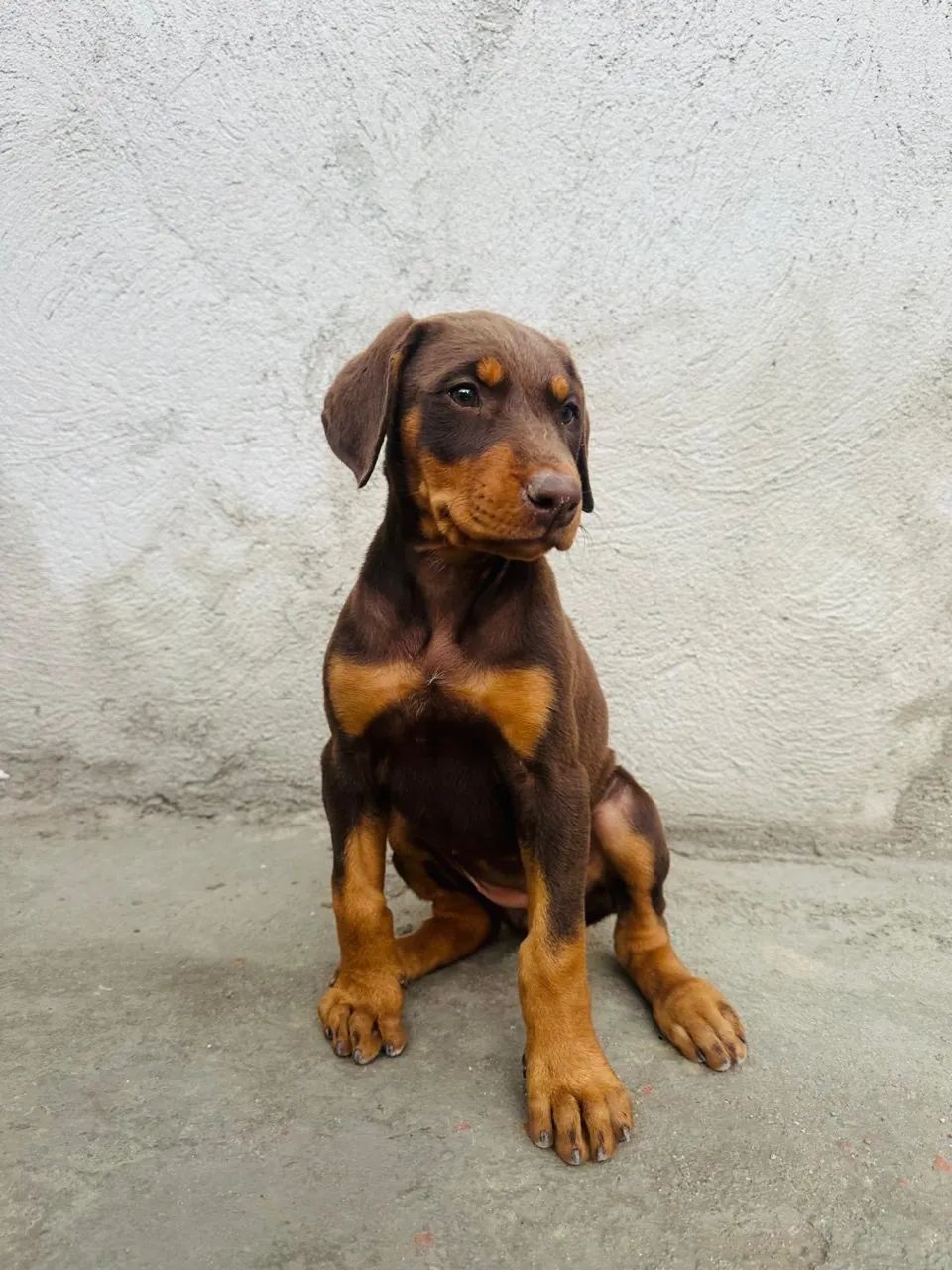 Filhote de doberman - Foto 4