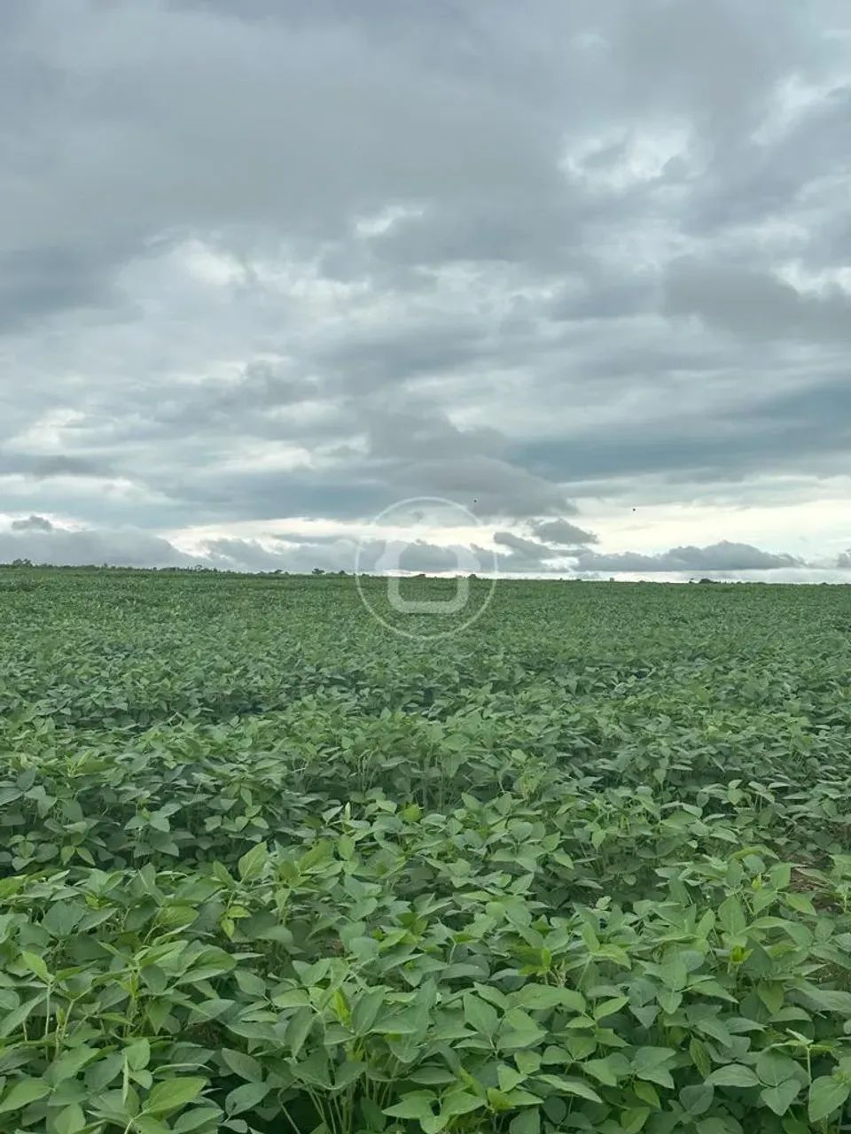 FAZENDA COM 960 HECTARES, 551 PLANTACAO DE SOJA