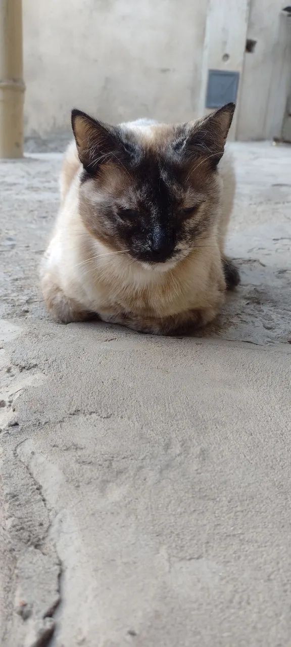 Gata fêmea, siamês, CASTRADA