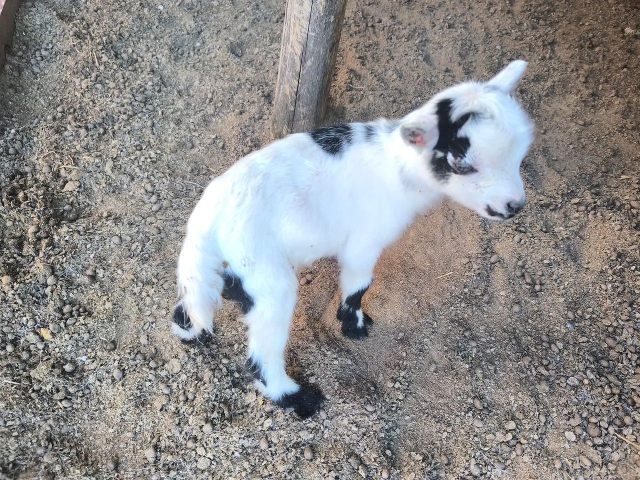 Mini cabra 