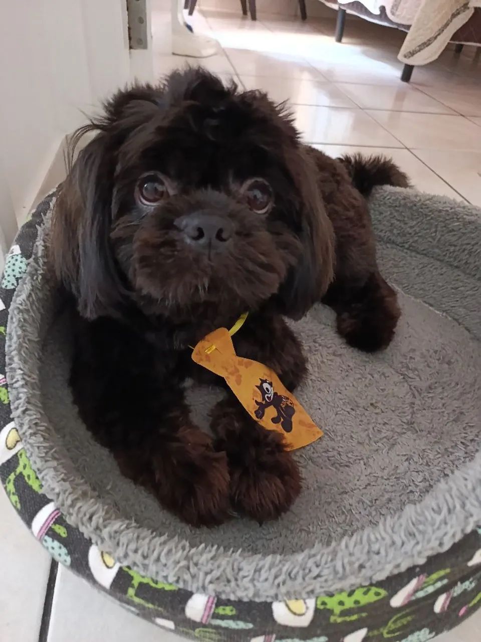 Shihtzu macho