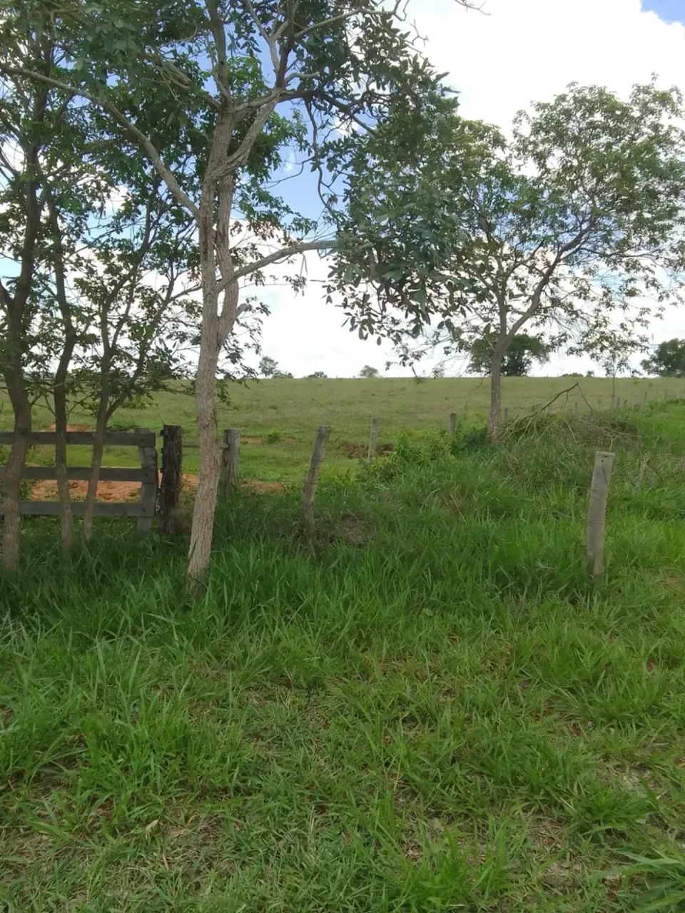 CÓD467  Fazenda à Venda  30 HECTARES  Rochedo/MS