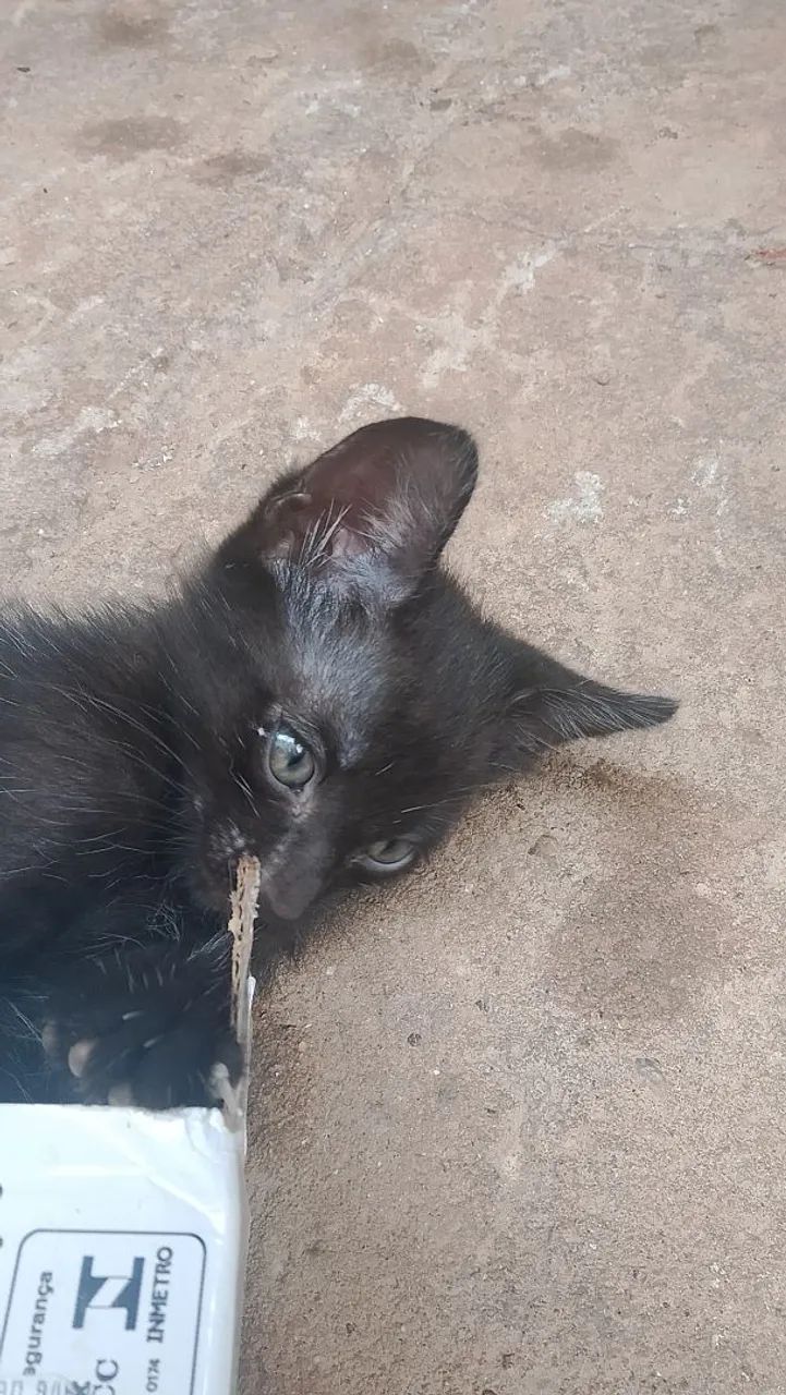 Gatinhos filhotes para doação  - Foto 6