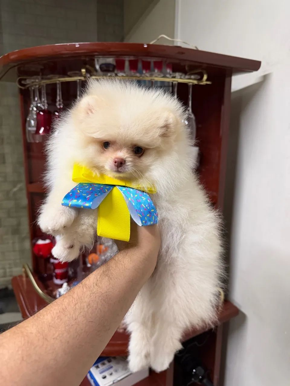 Spitz alemão  - Foto 3
