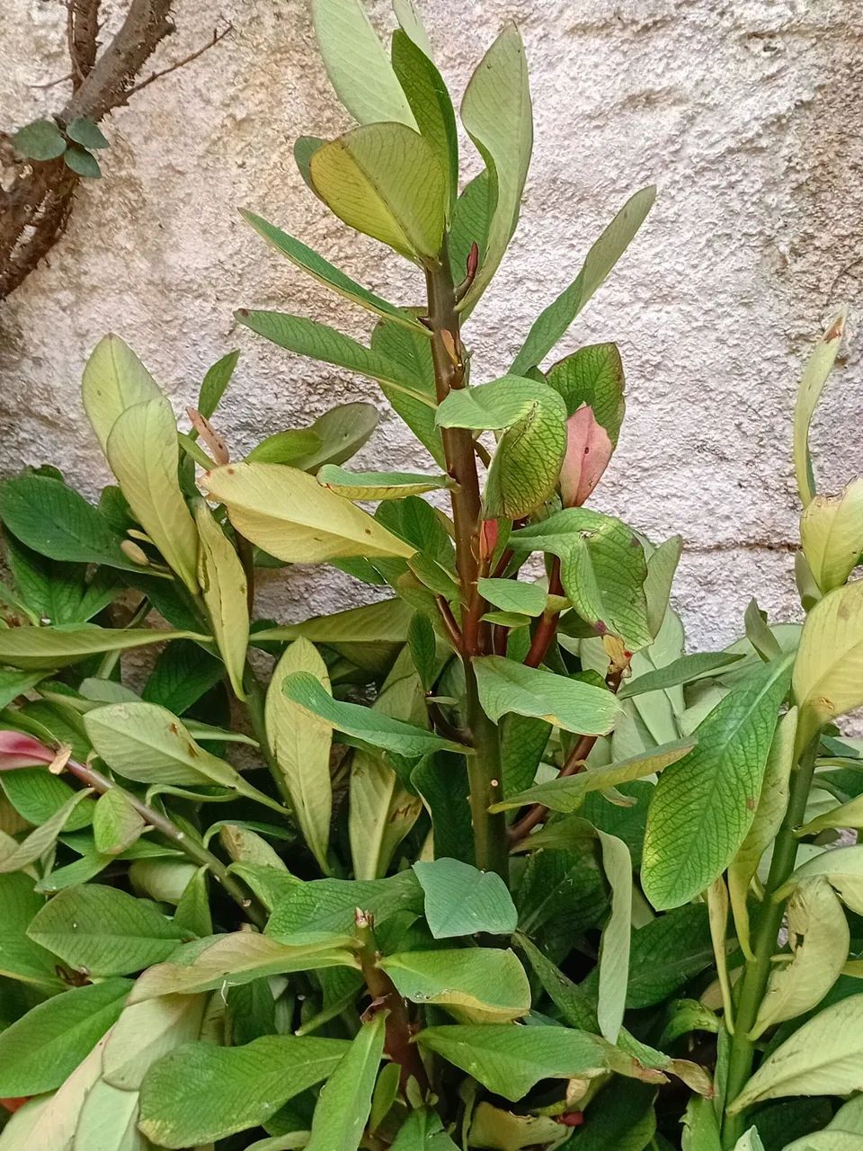 Mudas de Janaúba