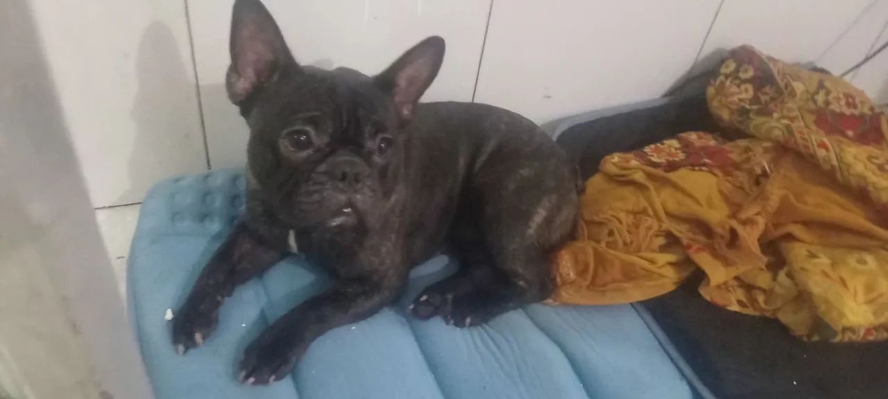 Buldogue  - Foto 2
