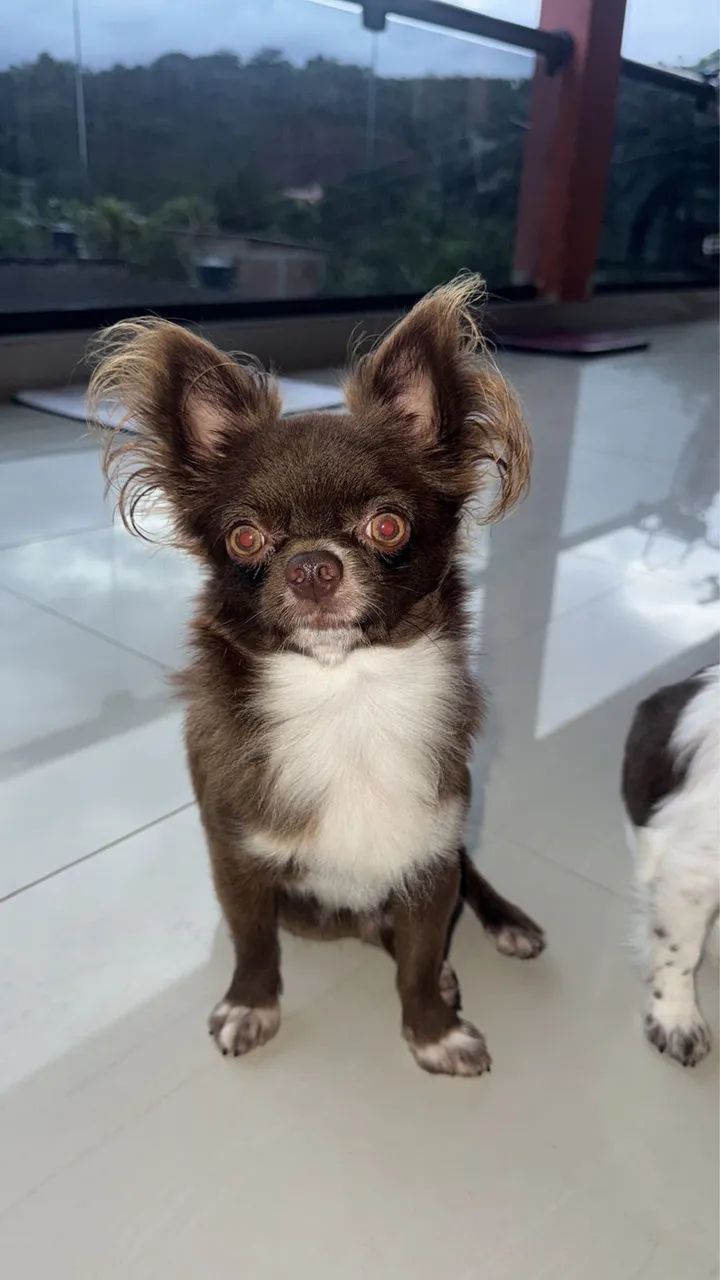 Chihuahua  - Foto 4
