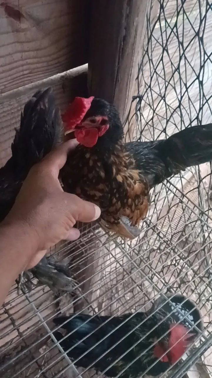 Galo Mini garnisé 