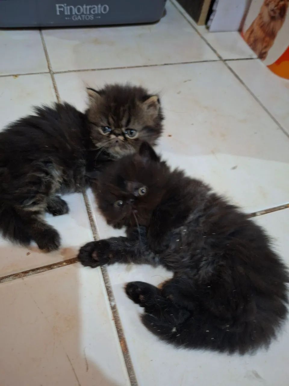 Vende-se filhote de gato persa macho pv  - Foto 3