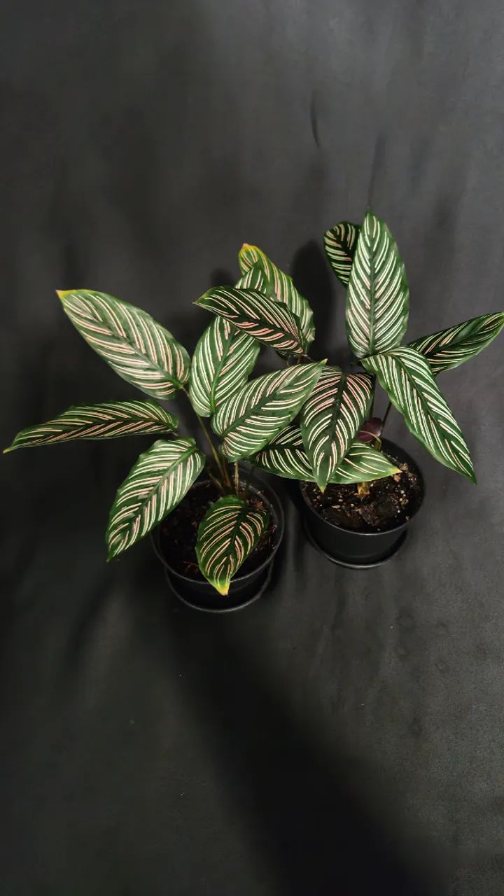 Maranta Riscada