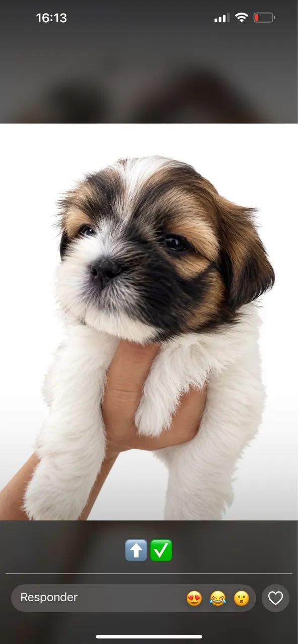 Lhasa apso 
