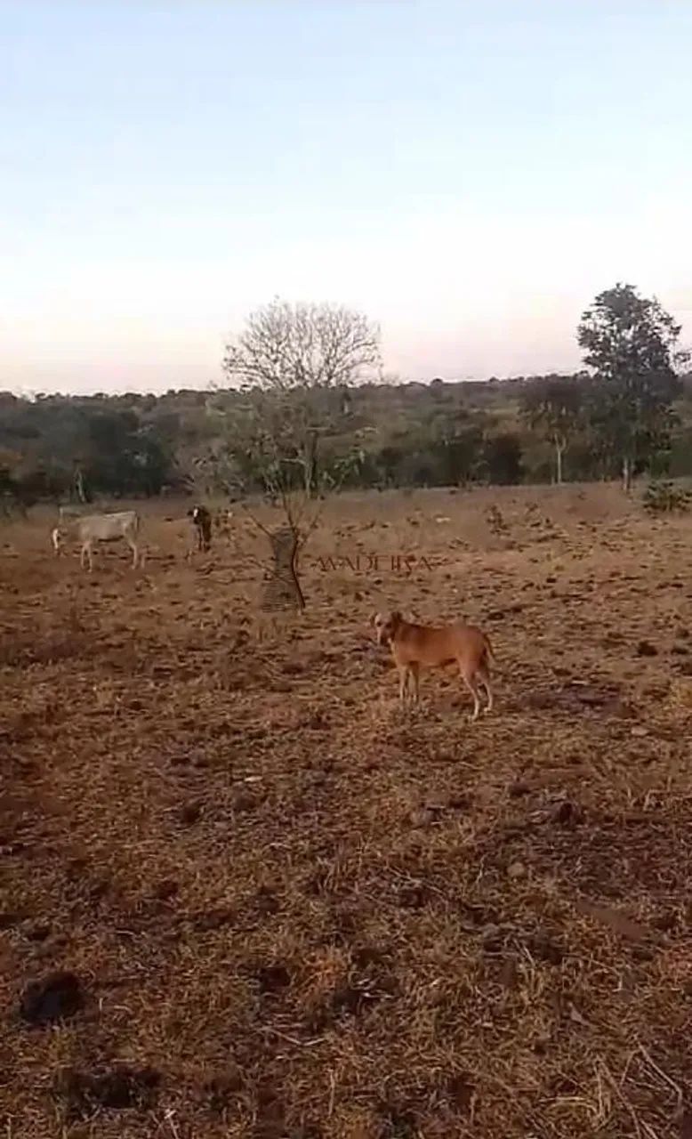 SÍTIO EM RIBEIRÃO CASCALHEIRA - Foto 5