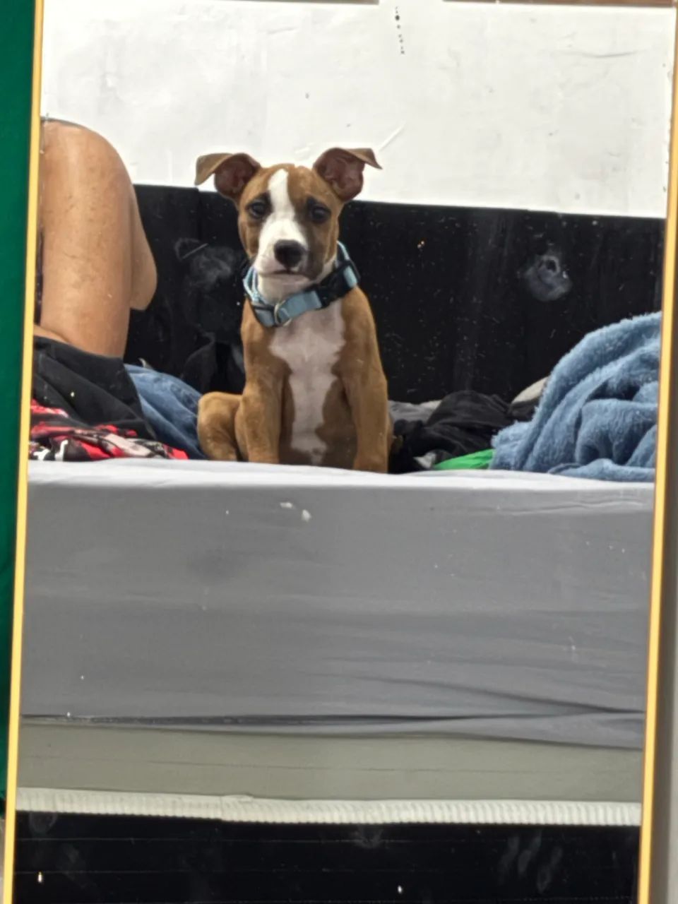 Pitbull  - Foto 4