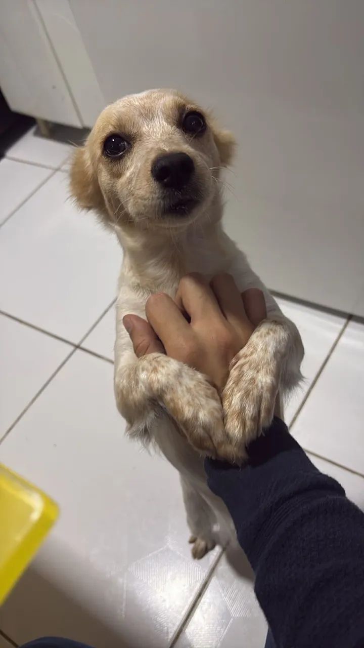Adoção consciente  - Foto 4