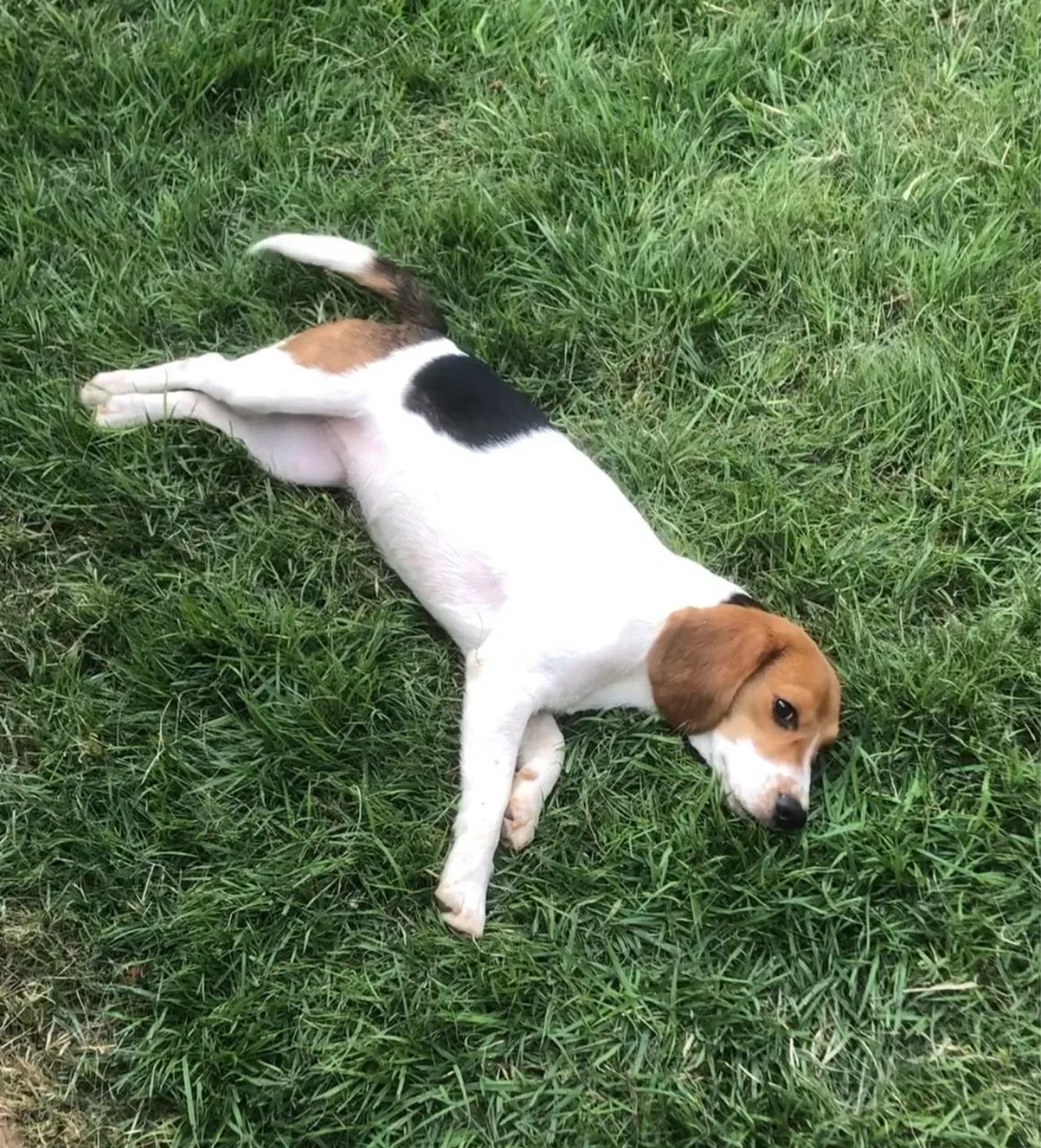 Cachorra beagle  - Foto 3