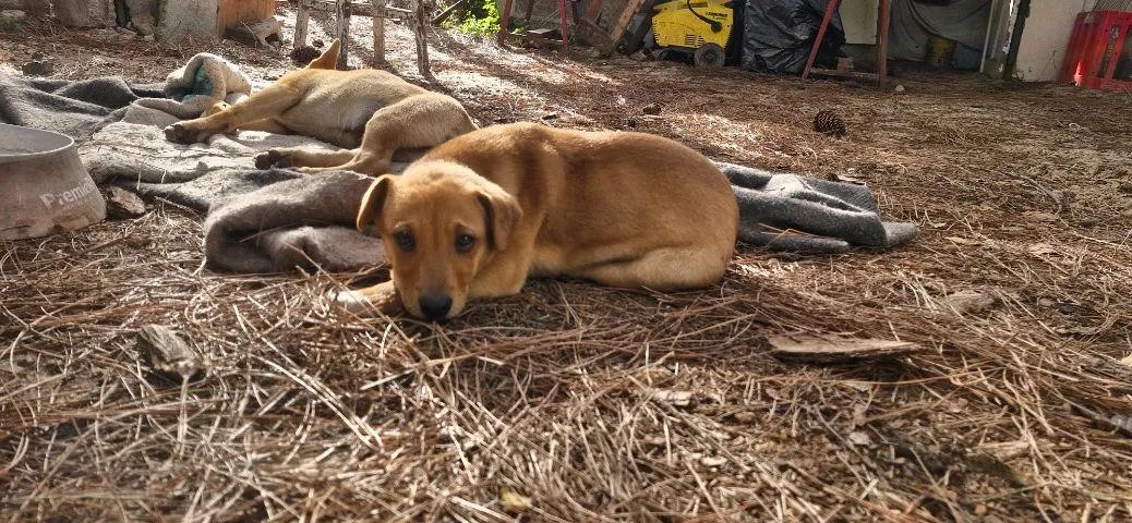 Doação se Cachorros - Foto 2