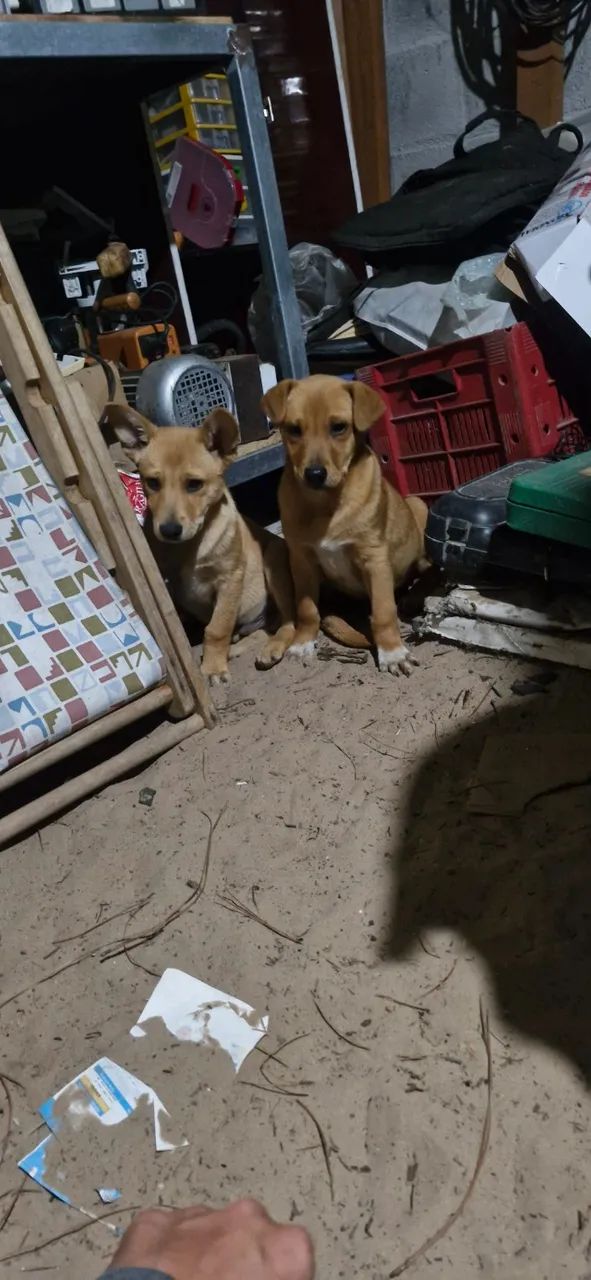 Doação se Cachorros - Foto 5