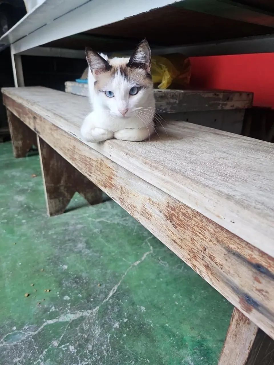 Doa se gatinha 