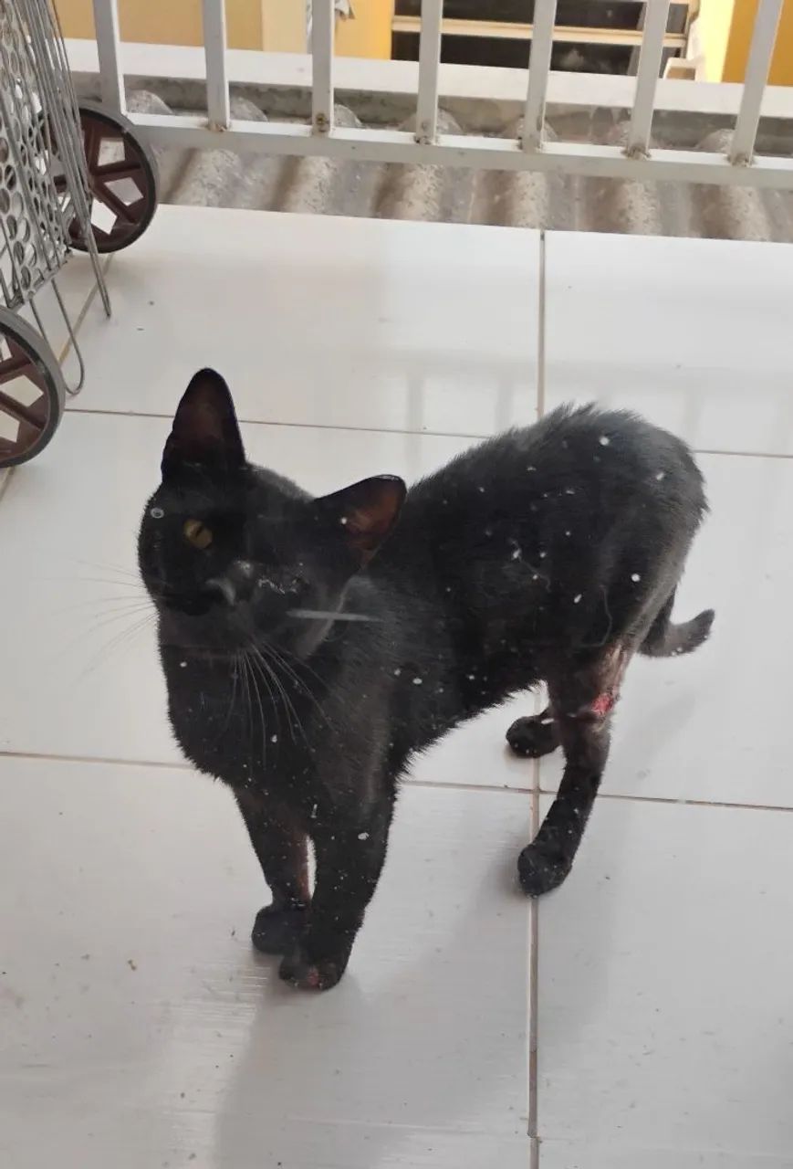 Gato de rua precisando de um lar temporário 