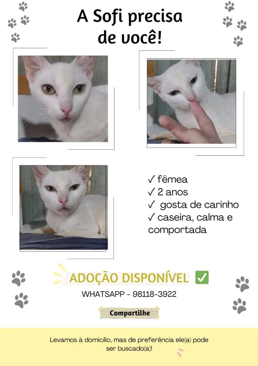 Lindos gatinhos para adoção  - Foto 4