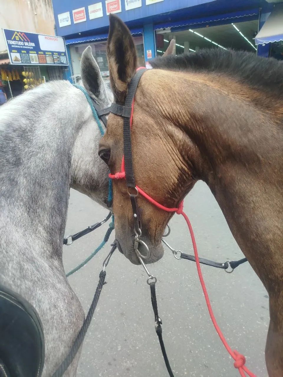 Cavalos - Foto 4