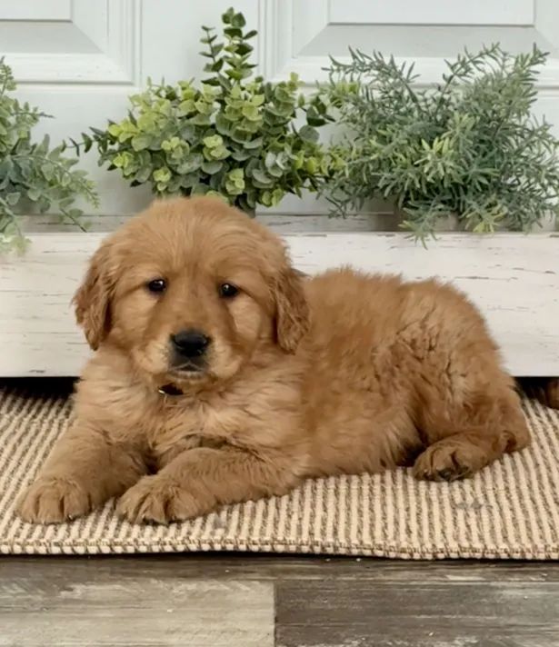 Golden Retriever,Golden Retriever Filhote Saudável Excelente Companhia