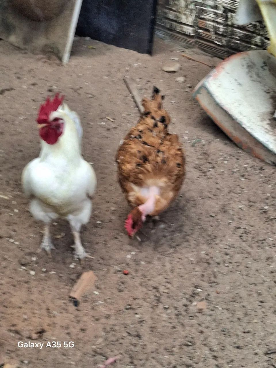 Galinha  - Foto 2